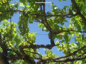 Vine against a perfect blue sky in Stellenbosch, South Africa