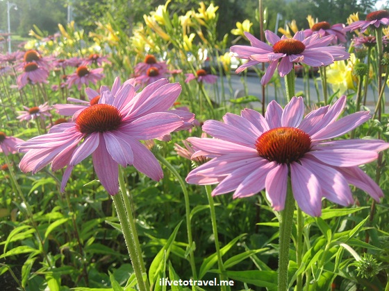 Echinacea flowers in New Hampshire, purple color