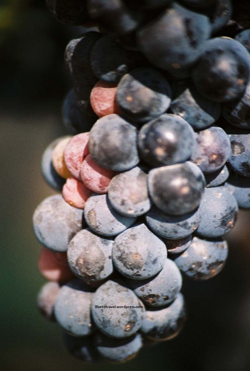 The grapes that yield a delicious Bordeaux...