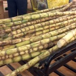 Sugar cane