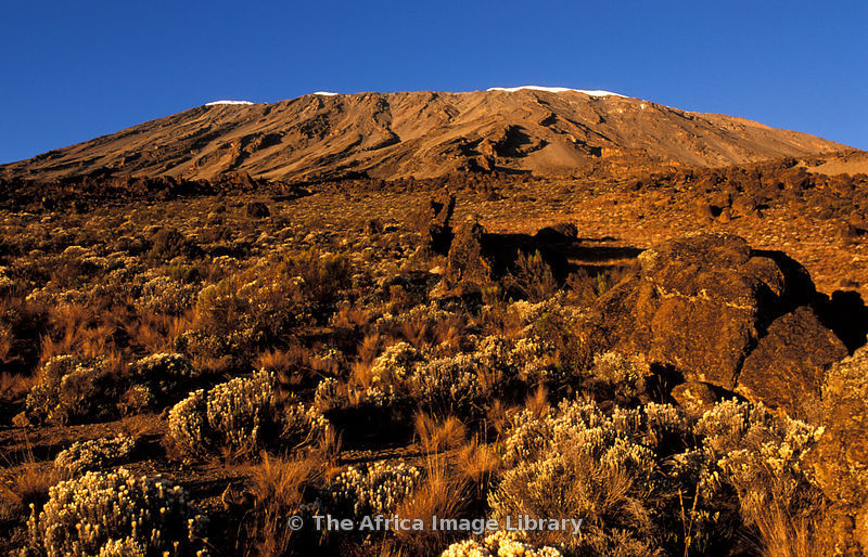 Moorland on Mt. Kilimanjaro, Tanzania