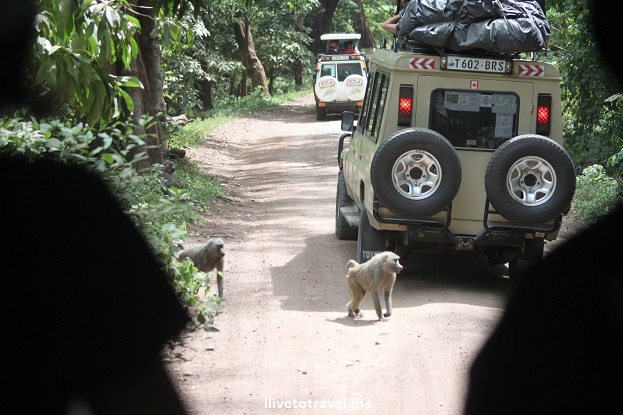 Baboons in Lake Manyara Baboons in Lake Manyara, Tanzania during safari