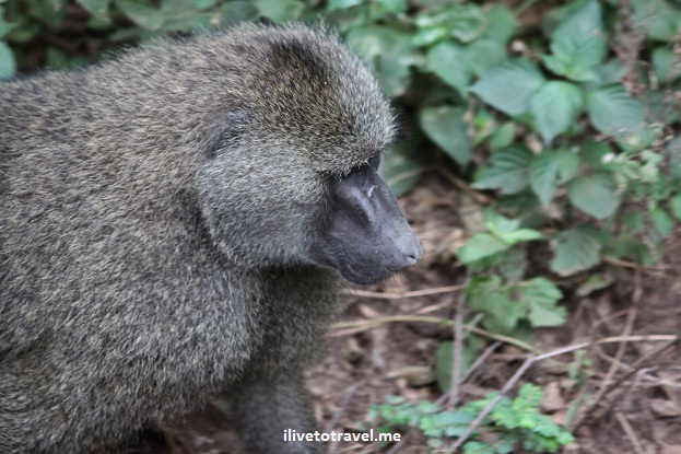 Baboon in Lake Manyara, Tanzania during safari
