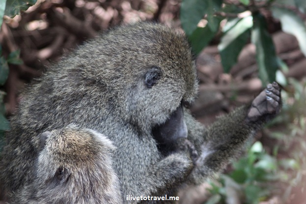 Baboon in Lake Manyara, Tanzania during safari