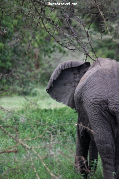 Elephant in Lake Manyara