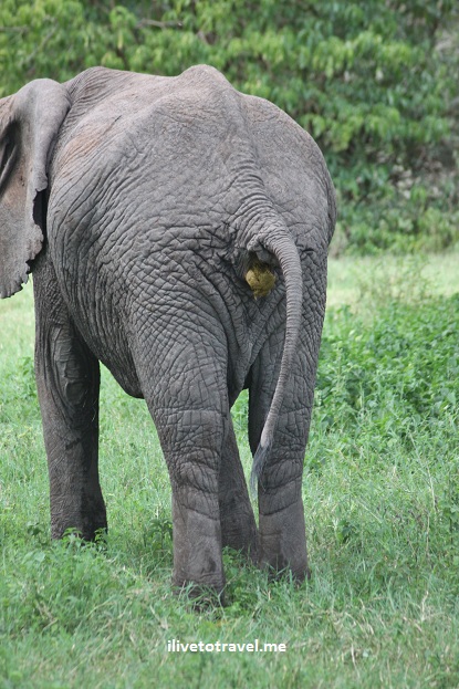 Elephant pooping in Lake Manyara