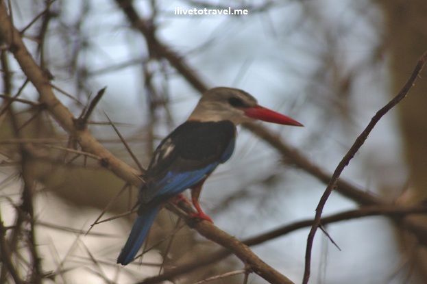 Dwarf kingfisher bird