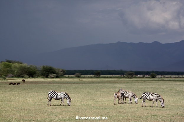 Zebras under a dark sky in Lake Manyara