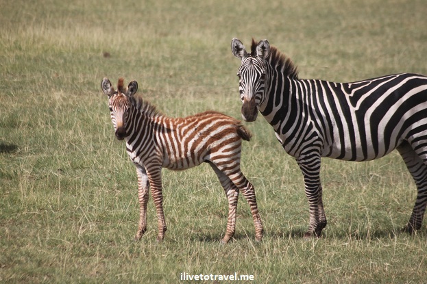 Young and adult zebra in Lake Manyara
