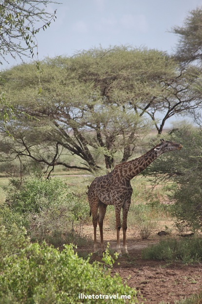 One of many giraffes we encountered