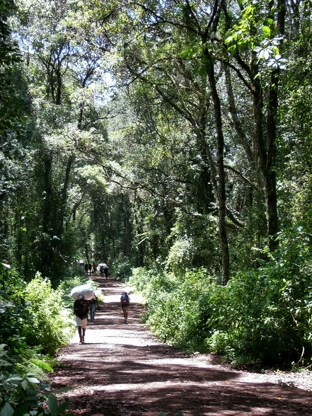 Day 1 of the Machame Route of Kilimanjaro