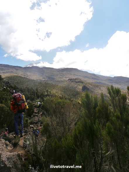 Moorland terrain in Mt. Kilimanjaro