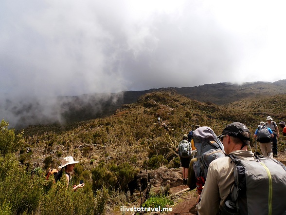 Moorland terrain in Mt. Kilimanjaro