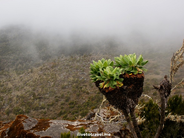 Plant in the moorlands terrain of Kilimanjaro with fog behind it