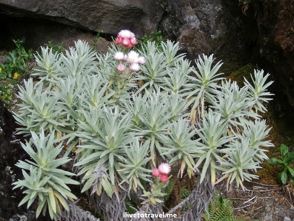 Plant in the moorlands terrain of Kilimanjaro