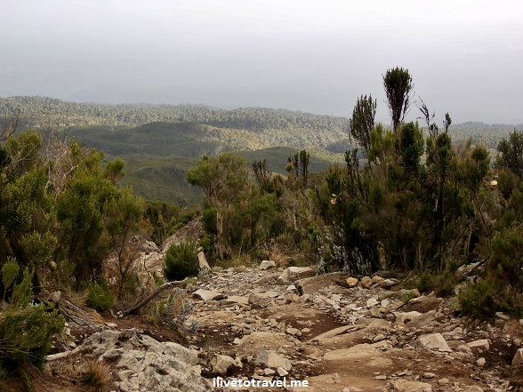 Descent to Mweka Camp in Kilimanjaro