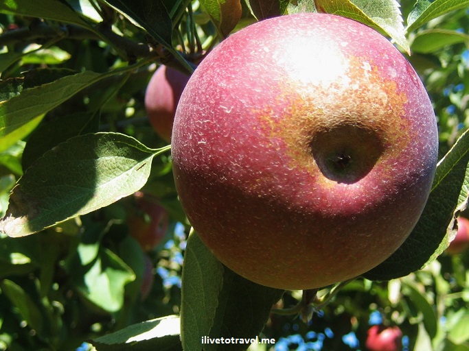 A Fall Outing that Helps Keep the Doctor Away?