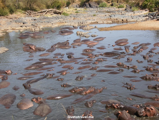 Photo Essay –  Hungry Hippos