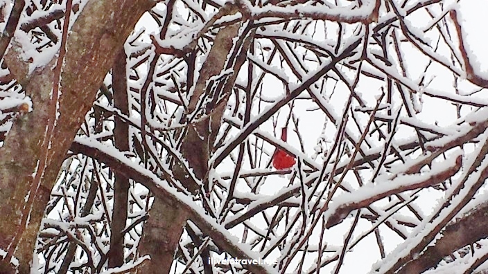 Photo Ode to a Departing Winter