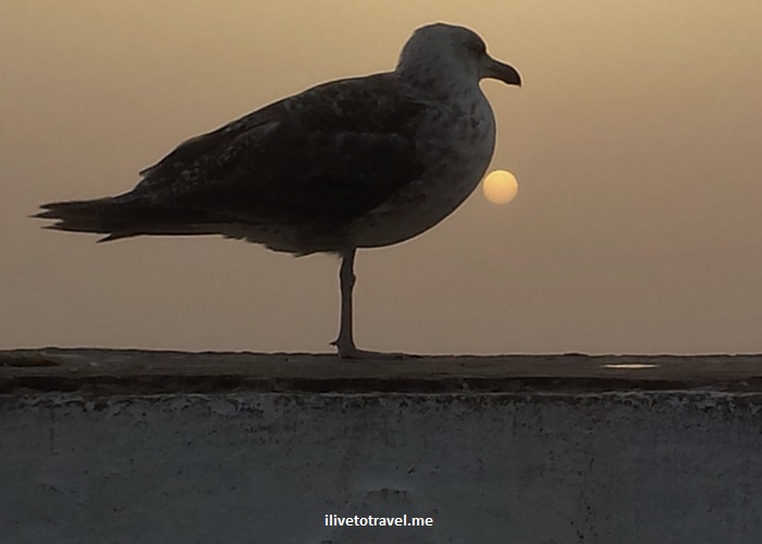 Essaouira:  A Surprise on the Atlantic Coast of Morocco
