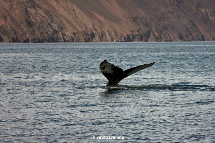 Can’t Beat Whale Watching in Iceland!
