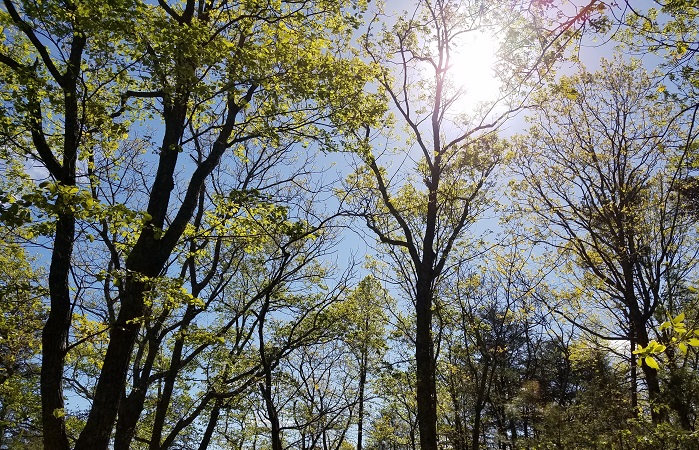 How Can You See Atlanta’s Carpet of Green?  Pine Mountain!