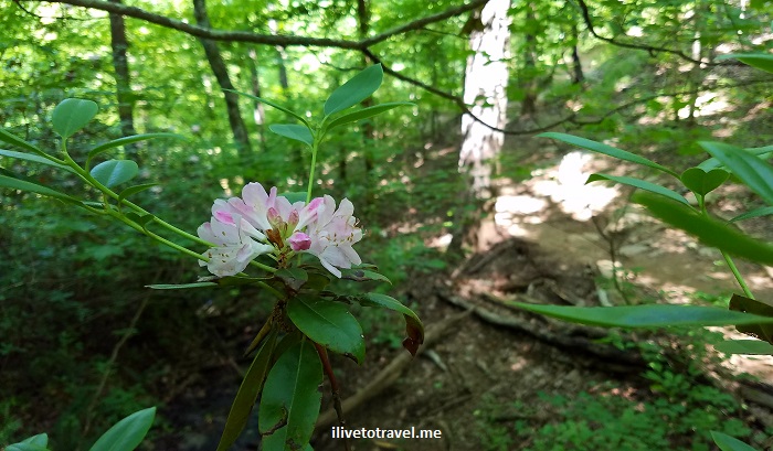 Chattahoochee River Hikes:  Vickery Creek Trail in Roswell
