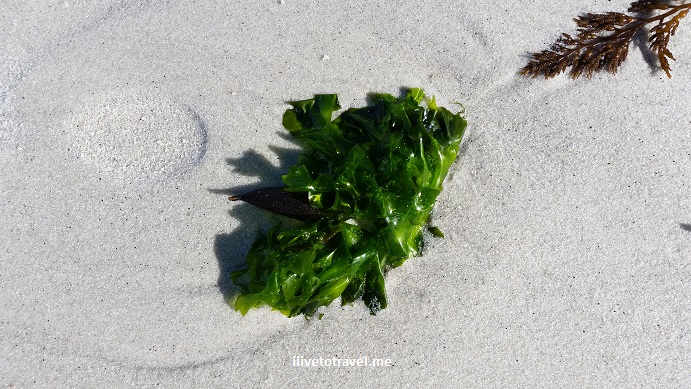 Great Drive Series – 17-Mile Drive in California