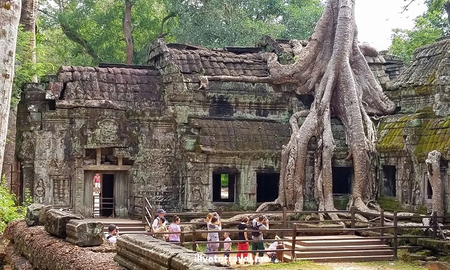 Ta Prohm, Cambodia:  Trees Take over a Temple