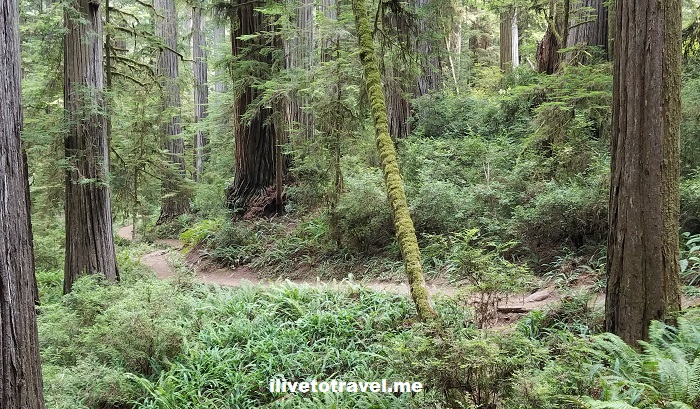 Guide for Seeing California’s Redwoods